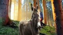 SpinningMule - #funnyanimals #pets #fyp #SpinningMule