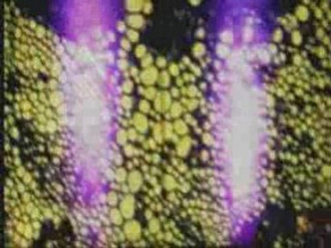 Trance Festival 2006 Goa