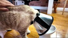 A cat’s back is extremely flexible because it has up to 53 loosely fitting vertebrae. Huma