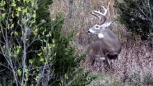 Hunting Buck: Taking Down the Dominant Giant