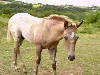 Patous au troupeau au haras de Chante-Neige