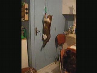 Casimir Saut Hauteur...