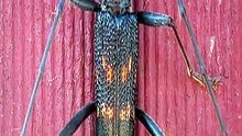 Acid-Spraying Beetle