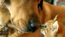Rescue Dog Meets His New Kitten Sibling Nose-to-Nose 🐾