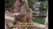 Animali doppiati