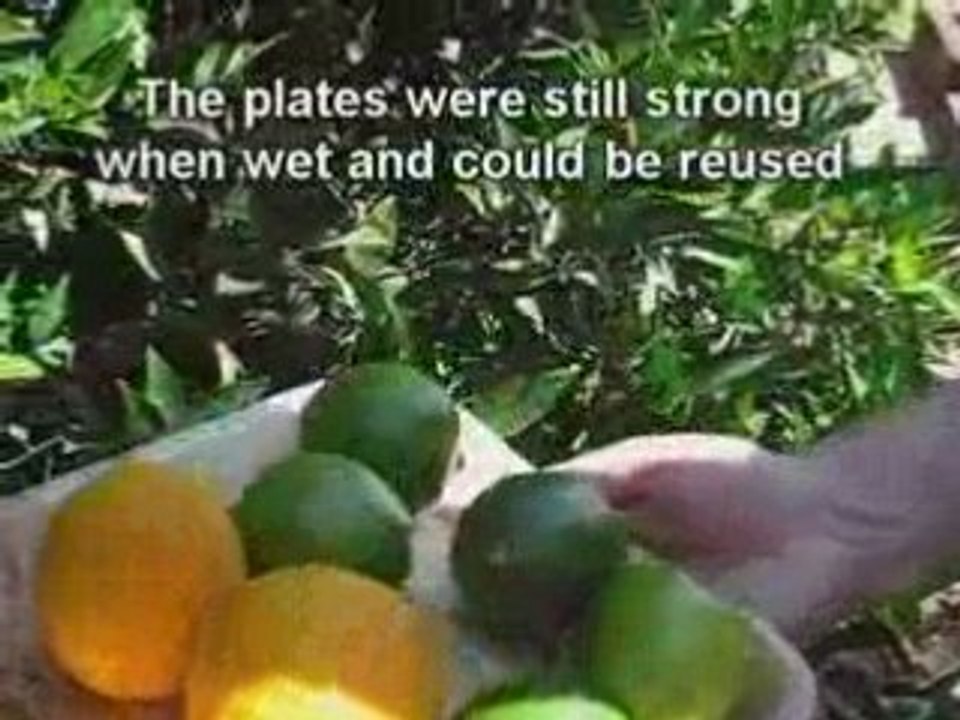 VerTerra Plates Made From Fallen Leaves