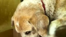 Shelter Dog Picks His Own Toy From the Donation Box 🥹🐾