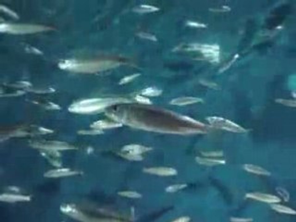 Banc de... poissons ?