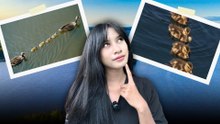 Mengapa Anak Bebek Selalu Berbaris Rapi di Belakang Induknya?-Serius Ini Hewan?