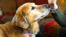 🤟 Deaf Rescue Dog Nails His First Sit on Hand Signal 🐾