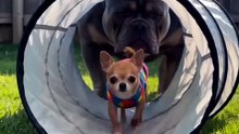 The Tiny Boss Got Outsmarted! 🐶😂