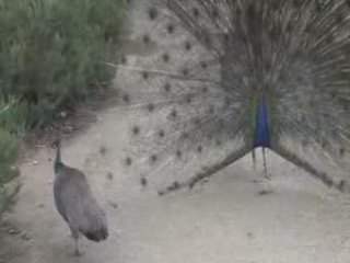 Paon faisant la roue