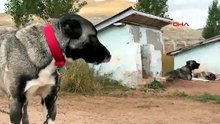 Türkiye'nin safkanı Sivas kangallar için kış mesaisi başladı!