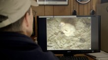 Inside the condor chick hatch that delighted zookeepers