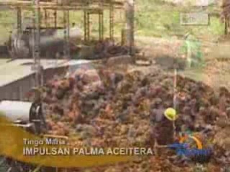 IMPULSAN PALMA ACEITERA_TINGO MARIA