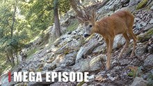 Young Roe Deer Buck on a Rocky Forest Trail | Hidden Wildlife Camera Footage