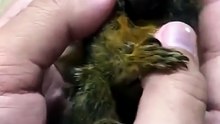 Monyet terkecil di dunia