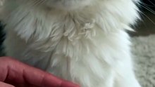 Adorable Cat Keychains | Cute Stretching Cat Charms for Cat Lovers