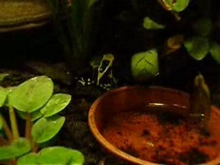 Grenouille à Anvers