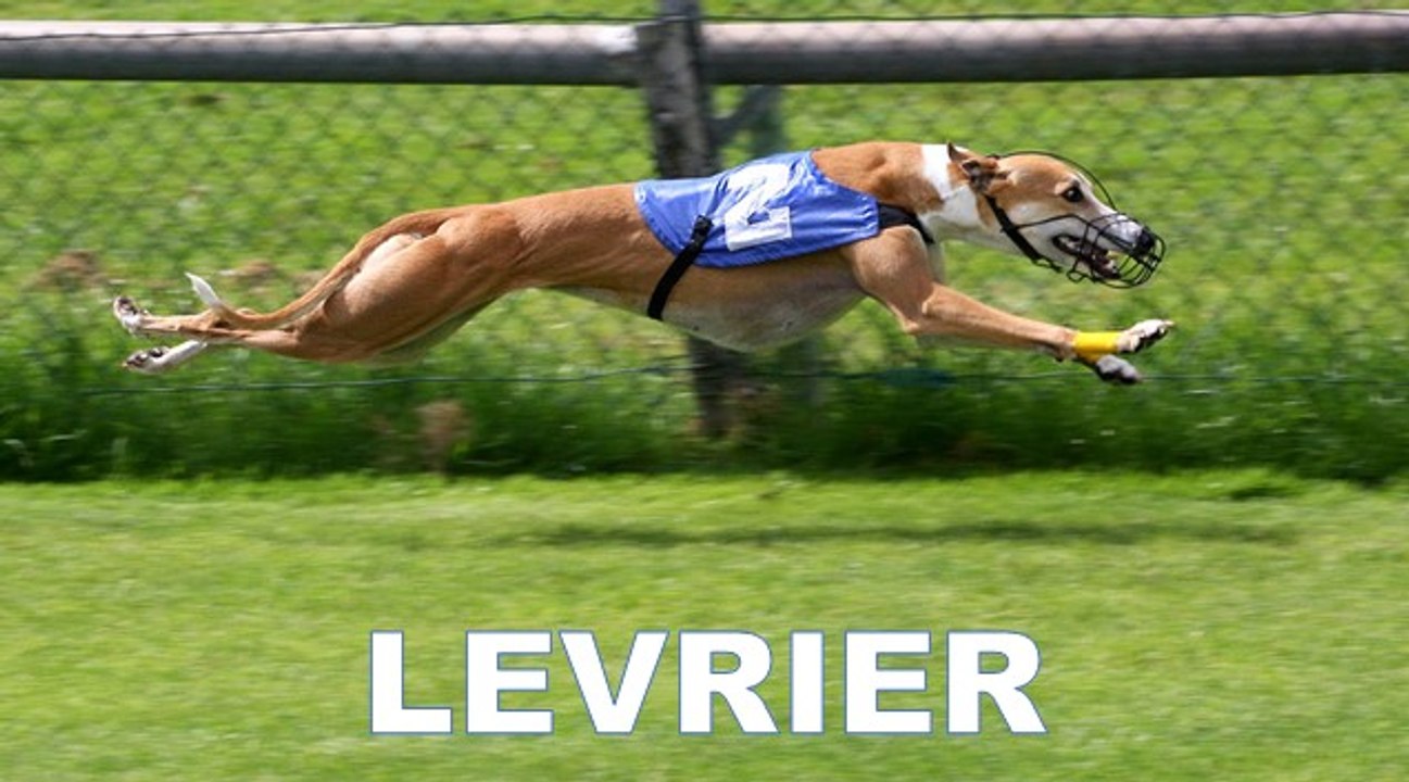 Eleveur de lévriers à Biarritz