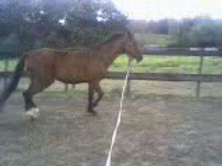 Iris en longe trot