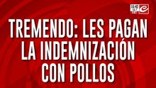 Tremendo: les pagan la indemnización con pollos