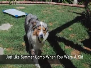 San Diego Dog Training Camp Get In The "Good Dog" Club