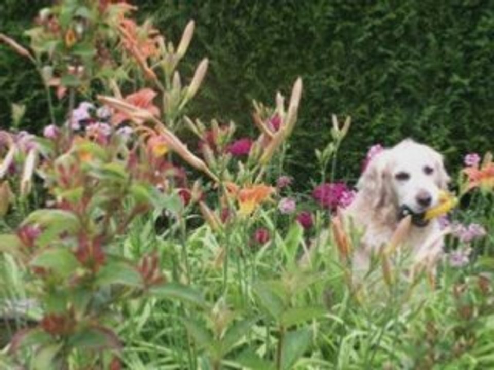 Les amis des chiens