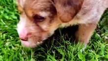 Rescue Puppy's First Time on Grass — Pure Joy 🐾🌱