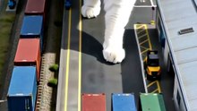貨物駅で、駅長猫がコンテナを鼻で押す。斜めになった青は前脚で直す【駅長猫編】#shorts