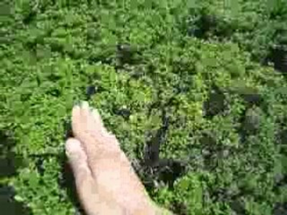 Speedboat imagination