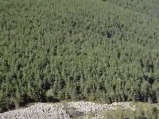 Les marmottes qui crient au pied du Mont Mézenc