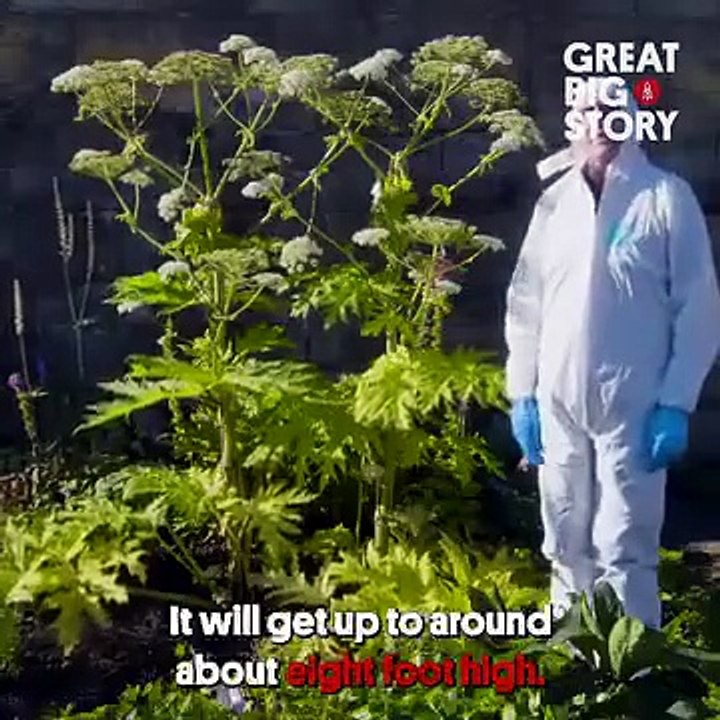 Its spooky season so go make a spooky salad and join the spooky scary ...