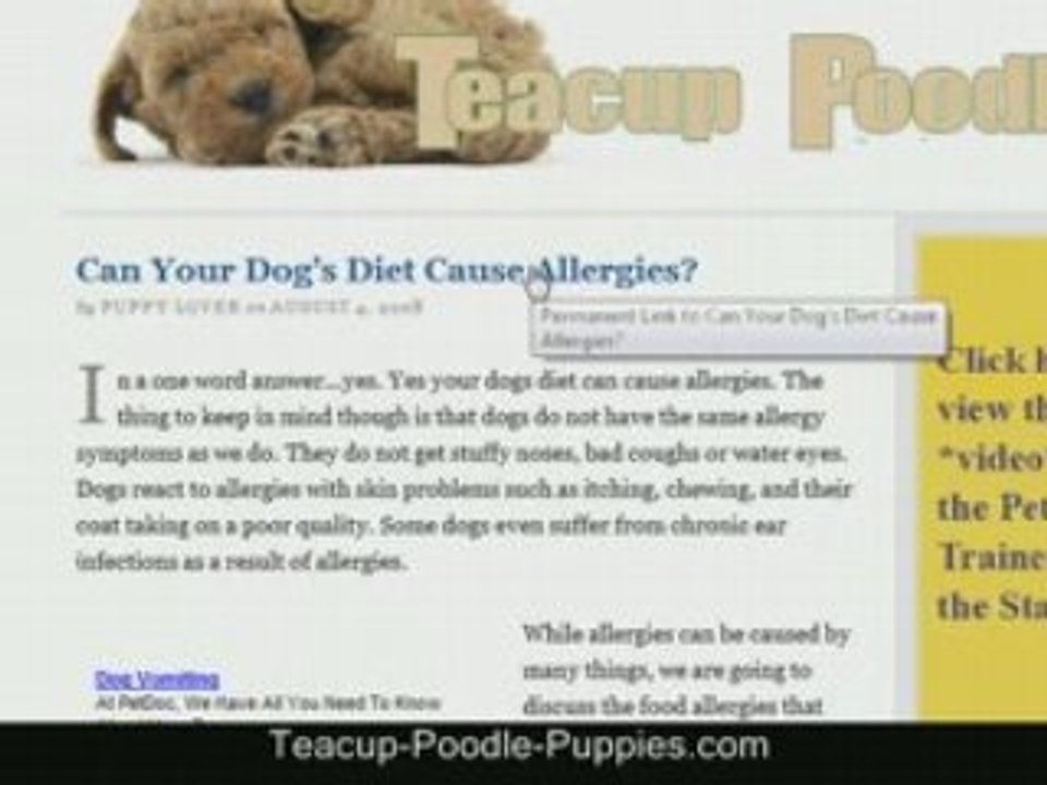 Cute Dogs