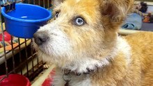 Shelter Gate Opens on Adoption Day — Instant Zoomies 🐾