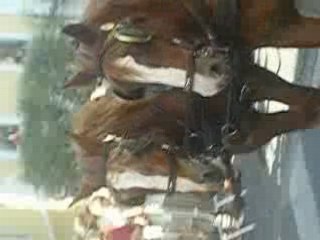 Saint-Eloi 2008 le Dimanche 17 Août 2008 {1}