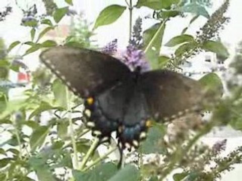 Butterflys by david hart hartistry