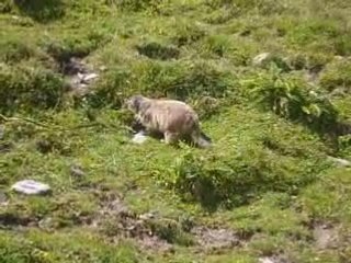 MARMOTTE