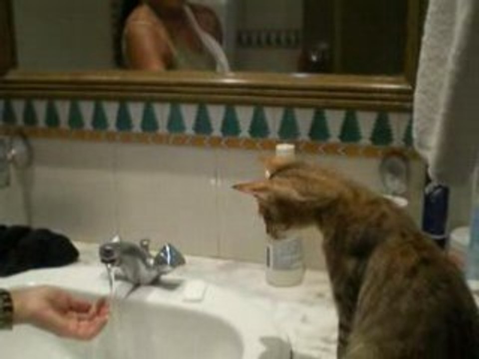 chat curieux