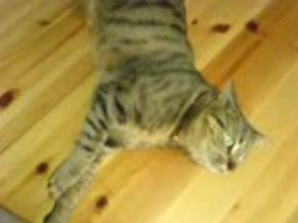 Pussy