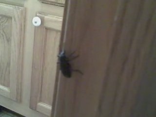 Cinder- Beetle Juice