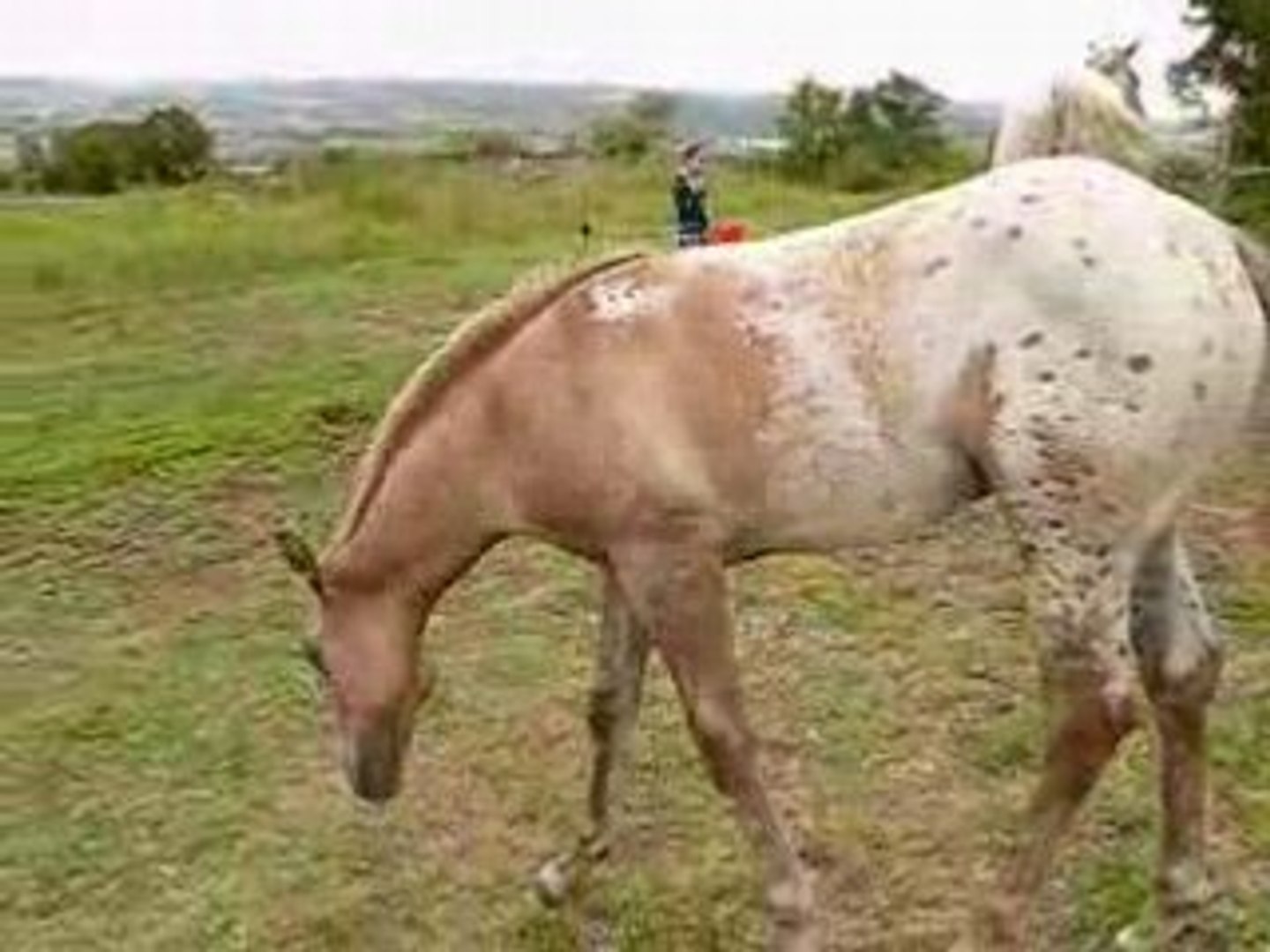 Haras De Chante Neige Les Juments Et Le Poulain Appaloosa