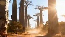 Madagascar: A Ilha Onde os Baobás Parecem Árvores de Outro Planeta