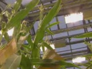 Dr. C. Ford Runge Discusses Agricultural Biotechnology