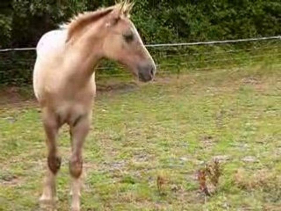 Poulain Appaloosa du Haras de Chante-Neige