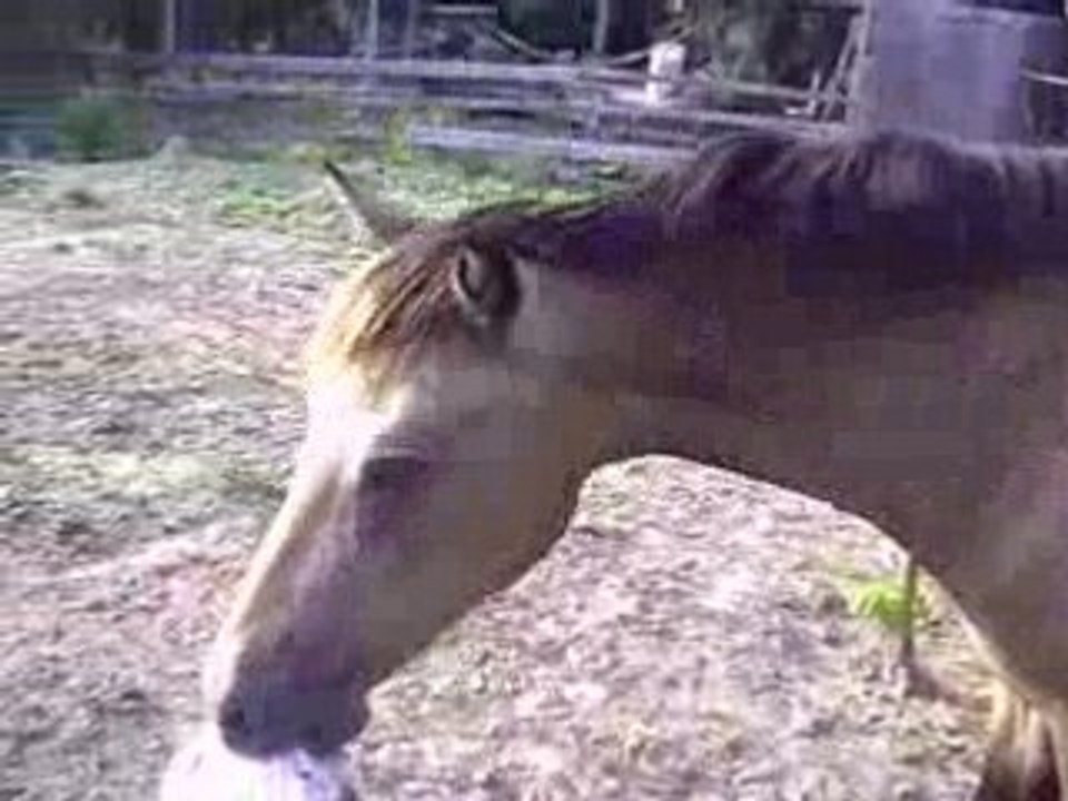 Toska joue au foot !