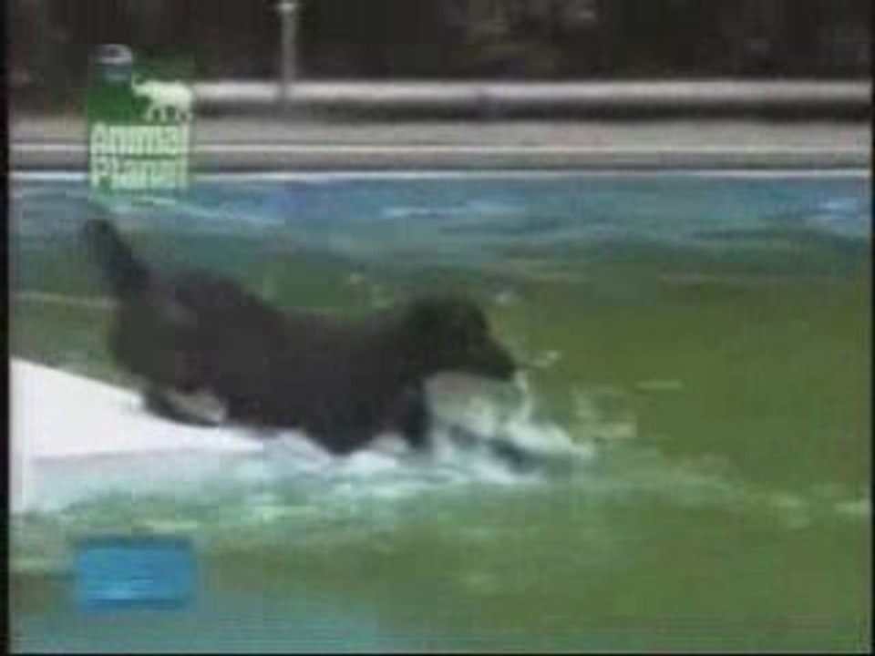 Dog In Pool