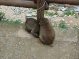 Macaques du japon