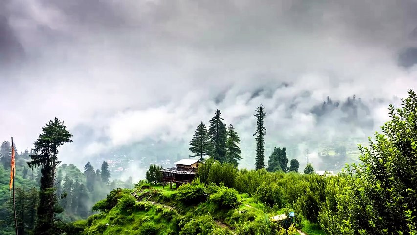 🌧️ Pluie Douce & Brume dans la Nature _ Musique Relaxante
