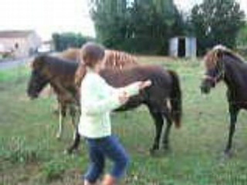 Poneys de camile